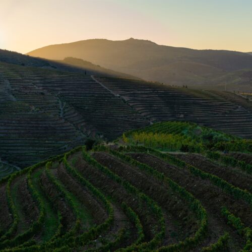 O QUE O VINHO SABE SOBRE HERANÇA